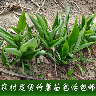 2026新鲜竹薯种子竹芋种东京薯种冬薯种子冬粉薯种苗竹薯苗包邮