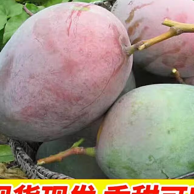 正宗四川攀枝花凯特芒果新鲜特大芒果10斤现摘当季水果整箱包邮 水产肉类/新鲜蔬果/熟食 芒果 原图主图