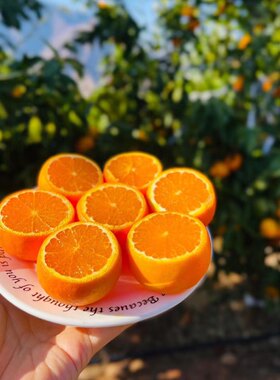 现摘攀枝花高山无核沃柑新鲜水果无籽沃柑当季整箱蜜桔橘子包邮