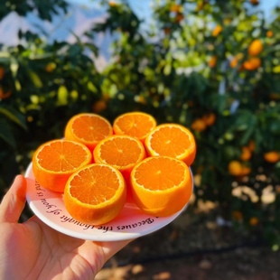 现摘攀枝花高山无核沃柑新鲜水果无籽沃柑当季整箱蜜桔橘子包邮