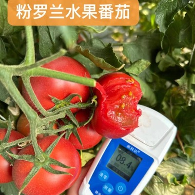 米易沙瓤番茄水果番茄普罗旺斯