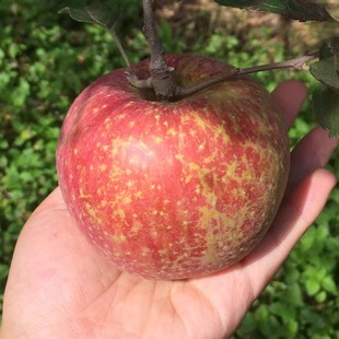 四川大凉山盐源糖心富士丑苹果自种现摘现发十斤包邮新鲜甜脆多汁