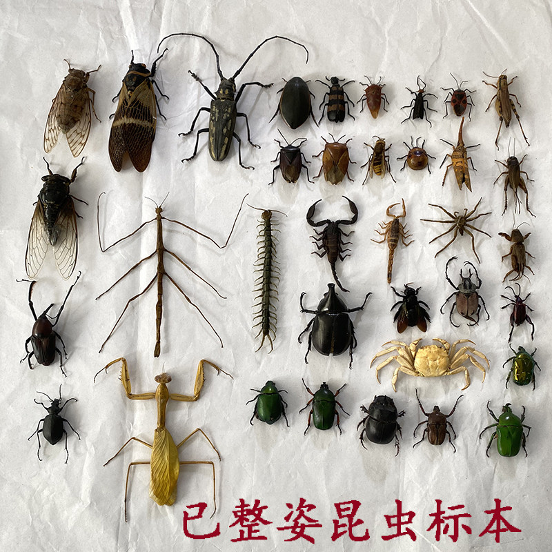 国产昆虫标本已整姿螳螂锹甲金龟子蝉蝽龙眼鸡科普教学拍摄道具