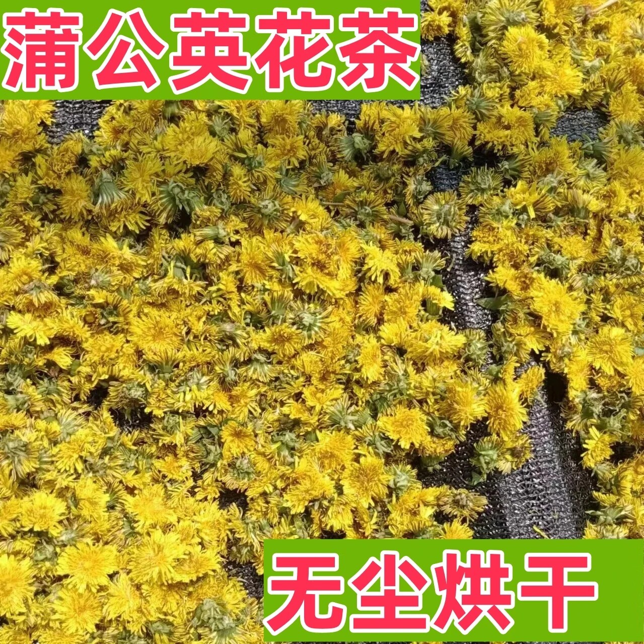 蒲公英茶蒲公英花茶养生茶清热解毒天然草本茶叶蒲公英花朵干花