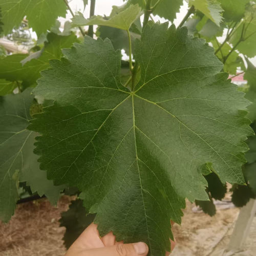 新鲜葡萄叶Sarma葡萄叶包饭Leaf Dolma藤叶卷饭整张大叶现摘现发