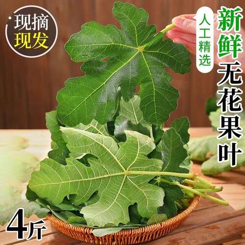 新鲜无花果叶子中药材青皮无花果