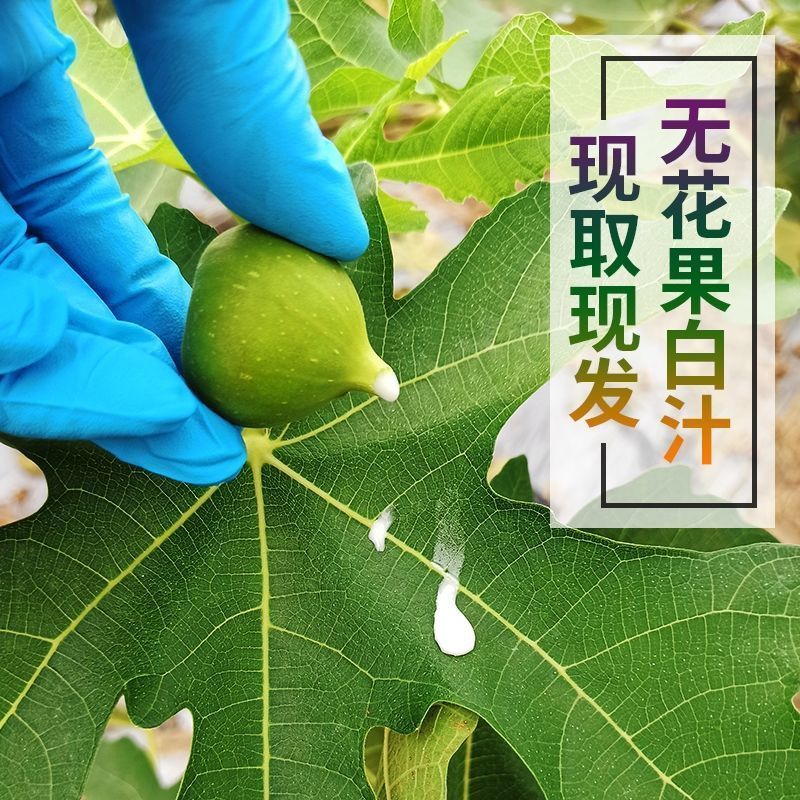 新鲜青皮无花果汁液乳液白汁白浆