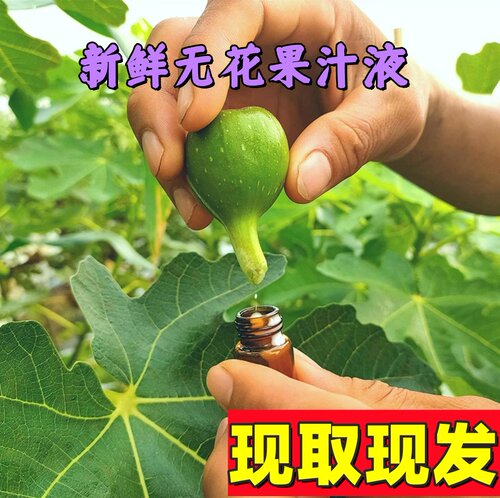 新鲜青皮无花果汁液白汁乳液白浆
