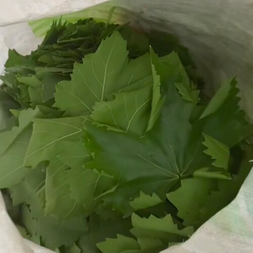 新鲜葡萄叶Sarma葡萄叶包饭Leaf Dolma藤叶卷饭整张大叶现摘现发