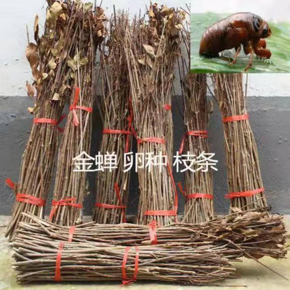 金蝉卵枝条金蝉苹果卵枝爬叉卵知了猴种子杨树卵枝条知了幼苗种子