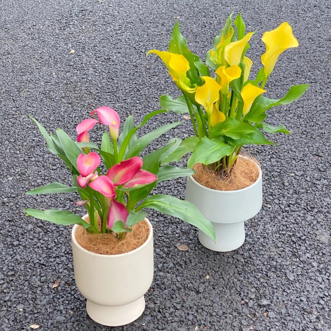 进口彩色马蹄莲盆栽桌面花卉好养绿植室内办公室客厅四季开花植物