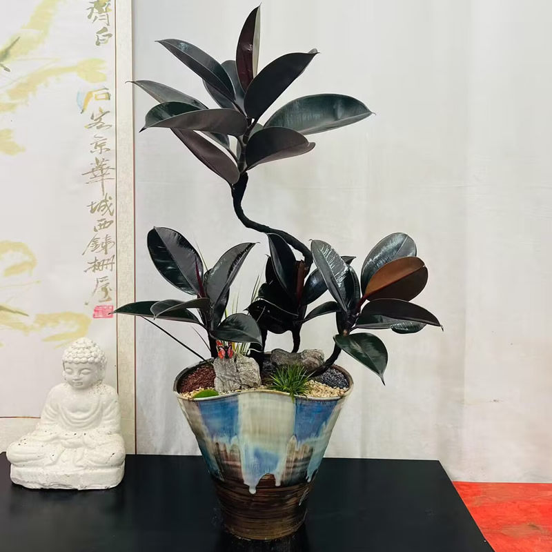 室内绿植盆栽橡皮树造型盆景客厅办公室桌面植物好养花卉武汉绿植
