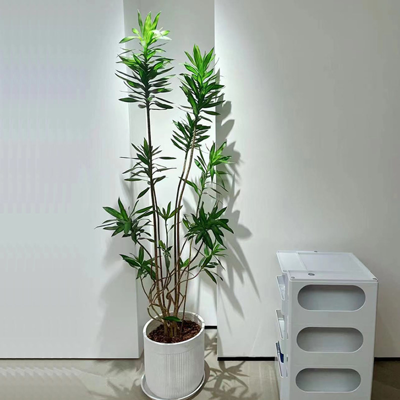 网红绿植百合竹盆栽室内花卉客厅