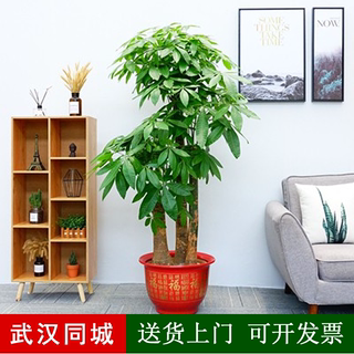 发财树室内大型盆栽植物武汉开业乔迁送礼绿植办公室客厅花卉盆景