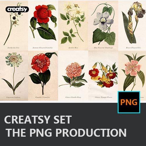 手绘复古花卉植物png免抠素材花朵装饰图案png免抠ps