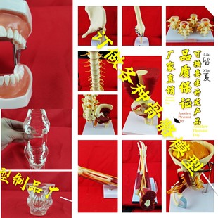 厂家直销定制各类医学教学演示模型牙科口腔仿真牙齿骨骼展示练习