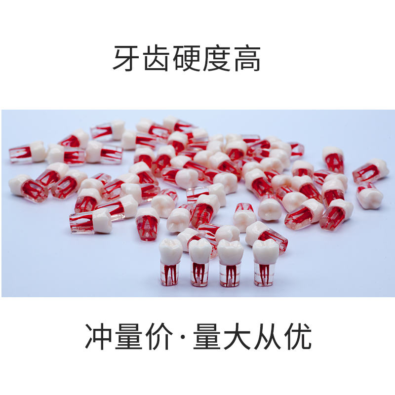 厂家直销商用牙套磨牙名正根管离体牙开髓牙粒树脂带髓腔牙仿真牙