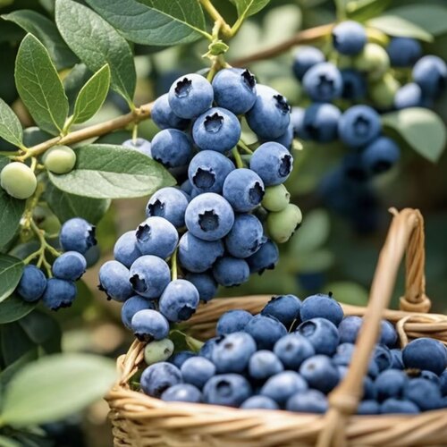 精选花香蓝莓果树苗四季种植南北方果树果苗盆栽地栽阳台种植LL