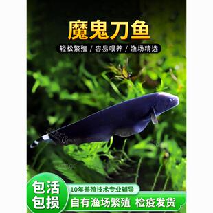 魔鬼刀鱼活体电鳗黑魔鬼鱼黑羽毛鱼线翎热带观赏鱼包邮包损