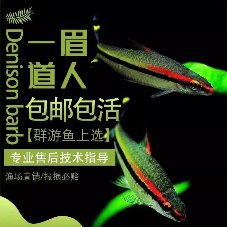 活体好养红眉灯鱼群游观赏鱼