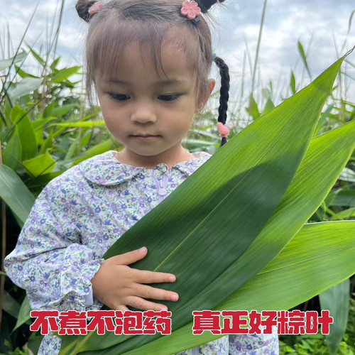湖南现摘新鲜粽叶野生100片包