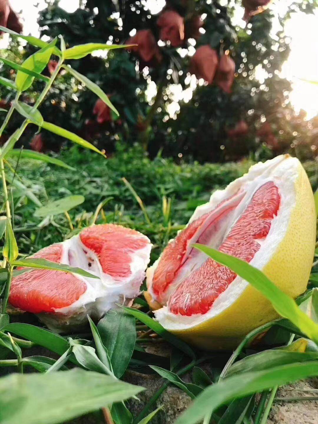 深蓝粉丝专享—平和琯溪柚子红柚蜜柚散装礼盒装—果园现摘直发
