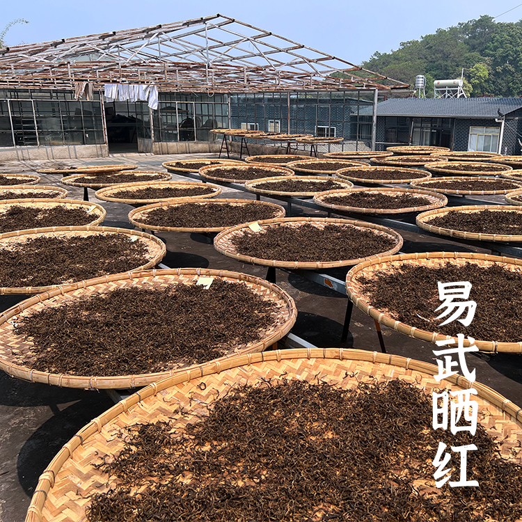 【新品】云南易武晒红50克 2024新茶有间茶铺出品可久存的红茶