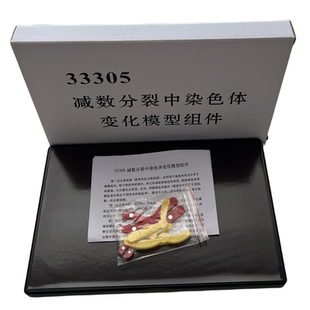 33305磁吸式减数分裂中染色体变化模型组件 磁性280*180mm生物