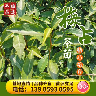 梅占 茶苗金牡丹金观音金萱福云6号595铁观音大红袍肉桂水仙茶苗