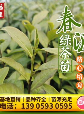 春波绿福鼎大白茶树苗
