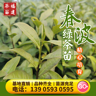 霞浦春波绿 茶苗福鼎大白福选9号福云6号大白毫早金牡丹肉桂水仙