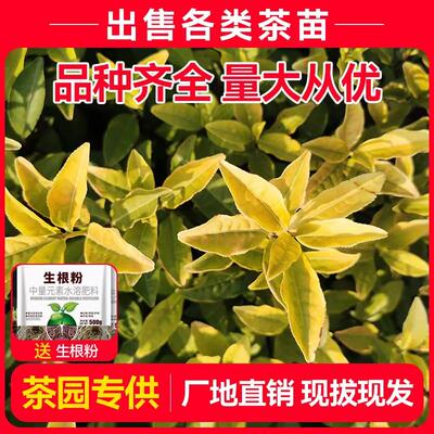 黄金芽茶苗安吉白茶金牡丹乌牛早