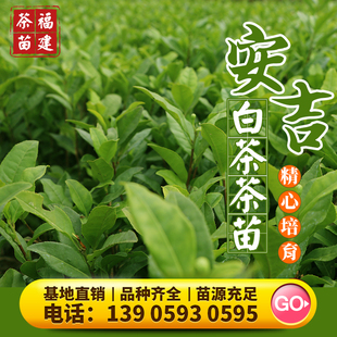 安吉白茶 茶苗白叶1号龙井绿茶苗乌牛早黄金芽中茶108茶树苗基地