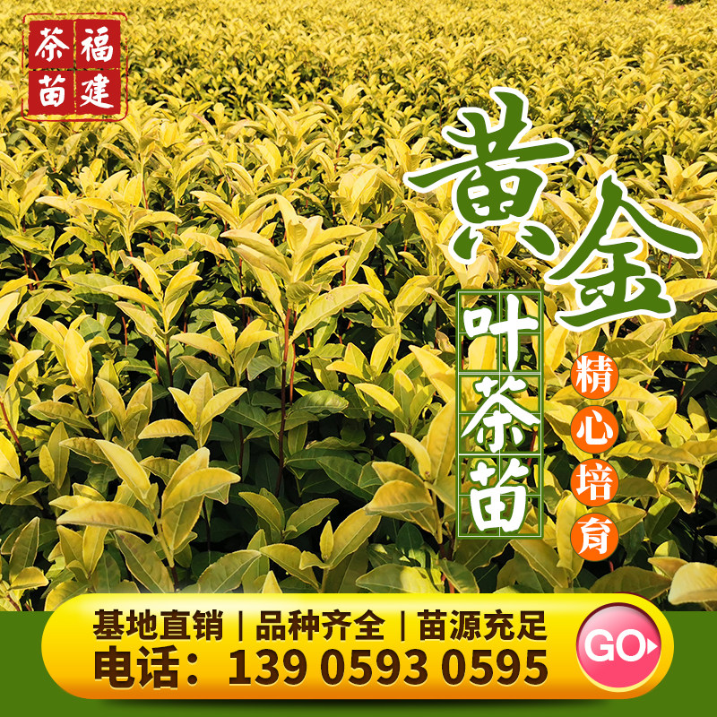 南方茶苗无绿茶苗冬季图片