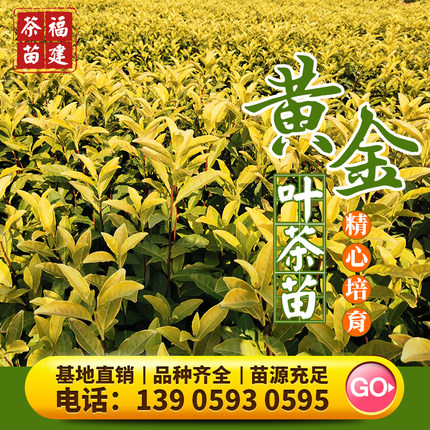 黄金叶 茶苗树吉昌黄茶树苗黄金茶安吉白茶龙井茶籽茶种苗裸根苗