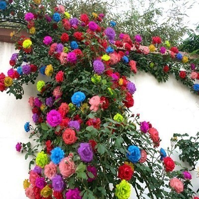 四季多彩蔷薇花苗爬藤月季大花浓香庭院植物盆栽花卉攀援玫瑰阳台
