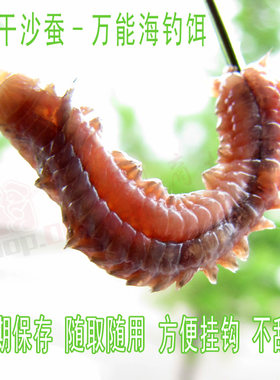 沙蚕海蚯蚓老网海蜈蚣海钓饵鱼饵
