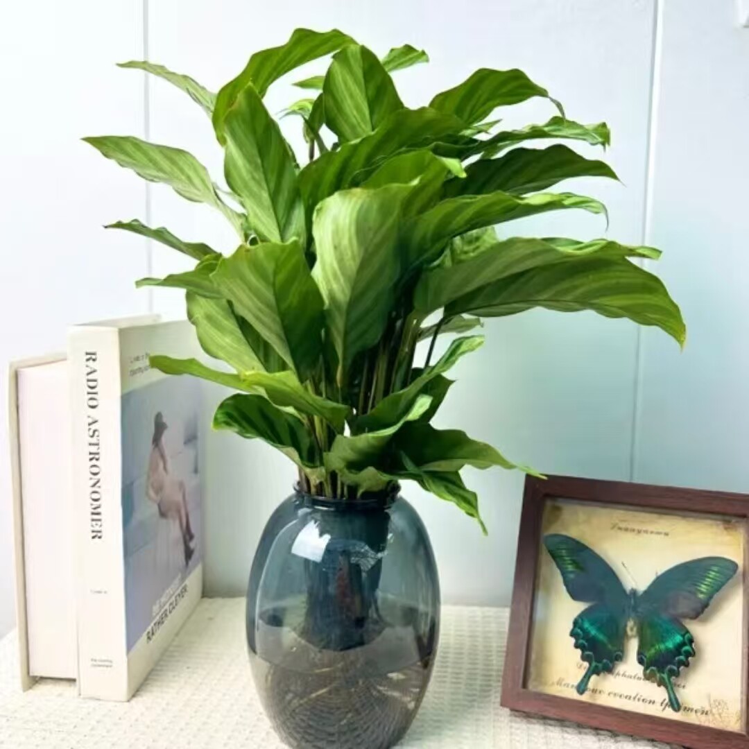 水培翠叶竹芋盆栽双线室内植物好桌面绿植