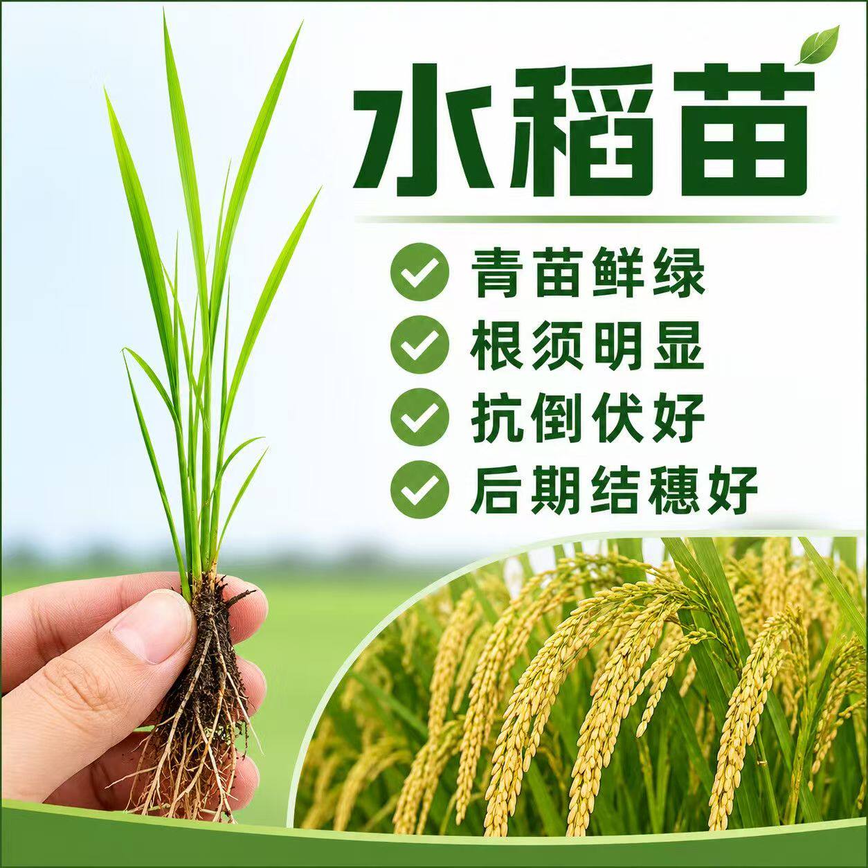 水稻苗秧苗带根包邮农田夏季水培植物花园盆栽庭院常规杂交水稻苗