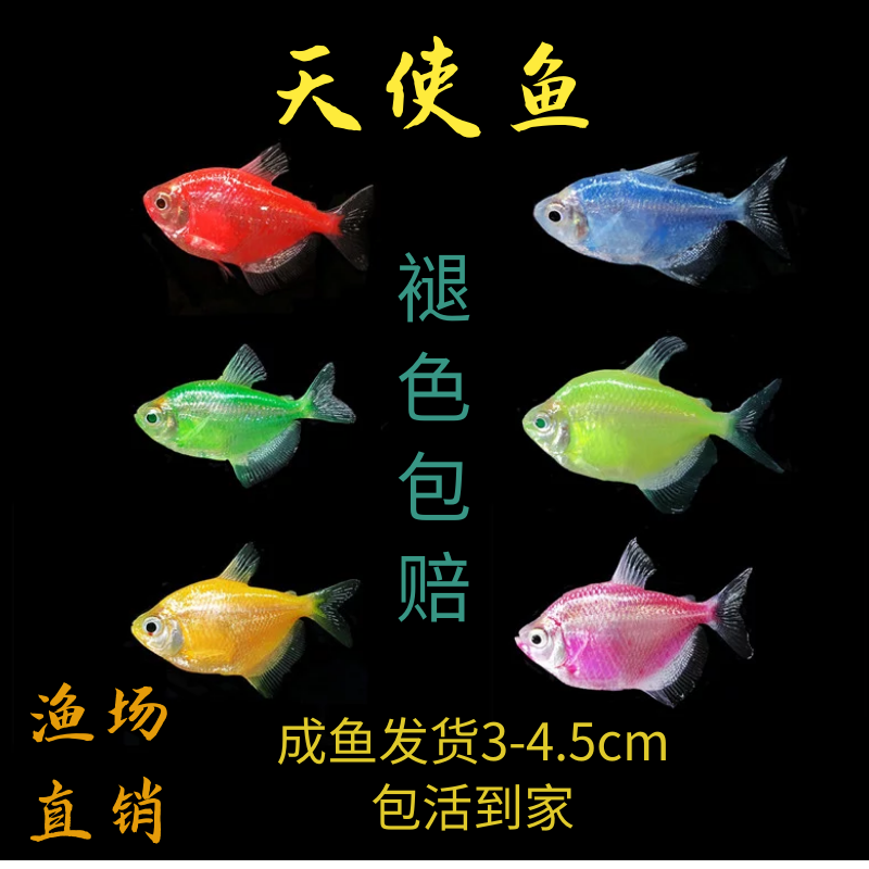 群游鱼中号天使鱼渔场直销