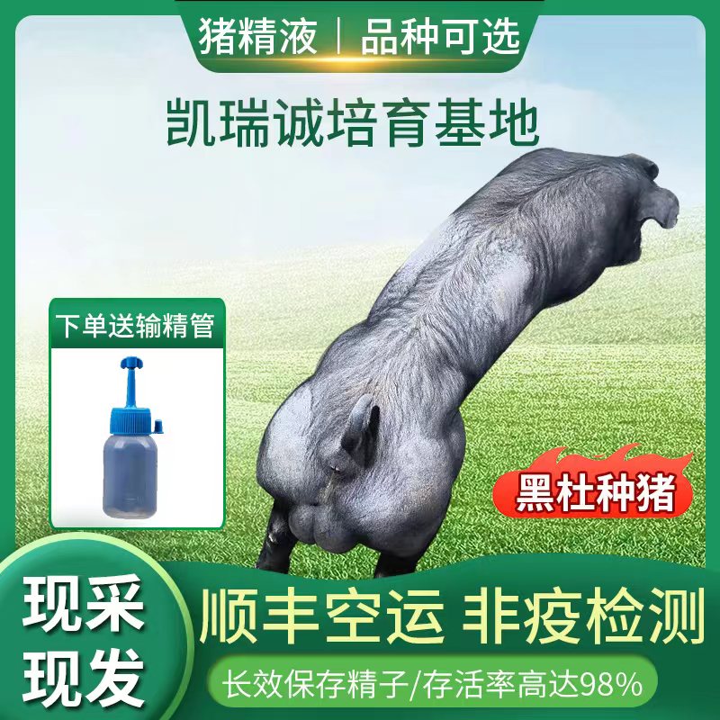 凯瑞诚种猪精子大白长白杜洛克巴克夏黑杜黑猪精子人工授精猪精液