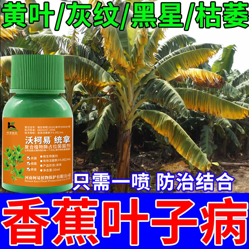 香蕉专用药香蕉病全治香蕉枯萎病黄叶病黑斑病黑星病叶斑病杀菌剂