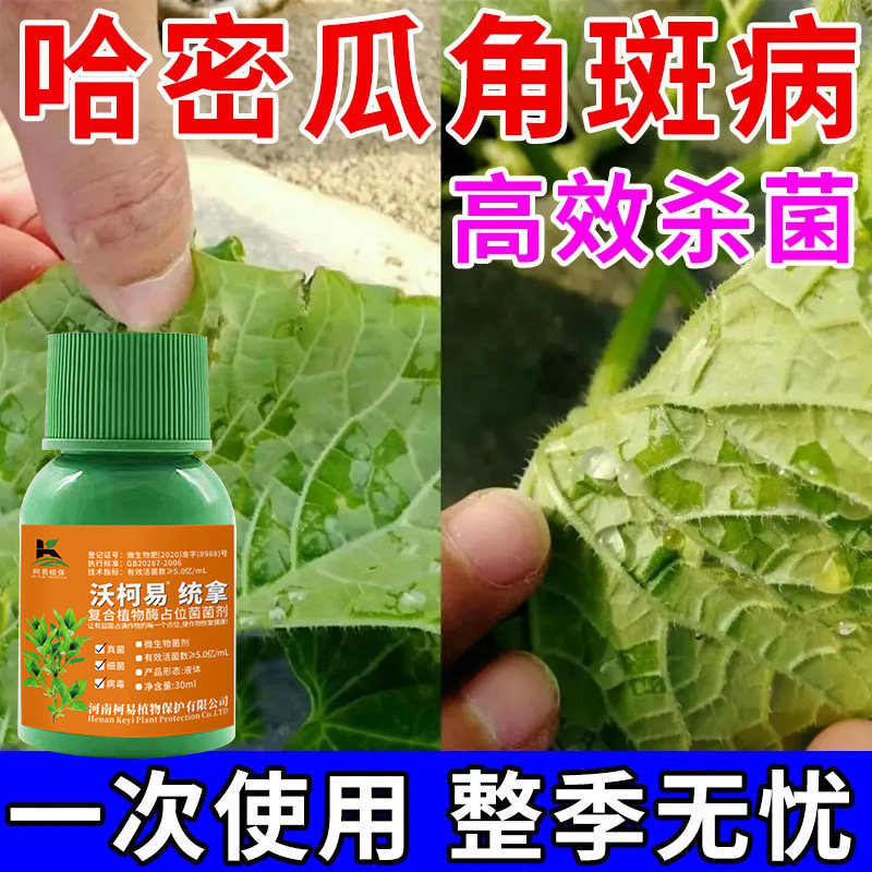 哈密瓜病急救哈密瓜万能杀菌剂农用哈密瓜专用药炭疽病白粉病根腐