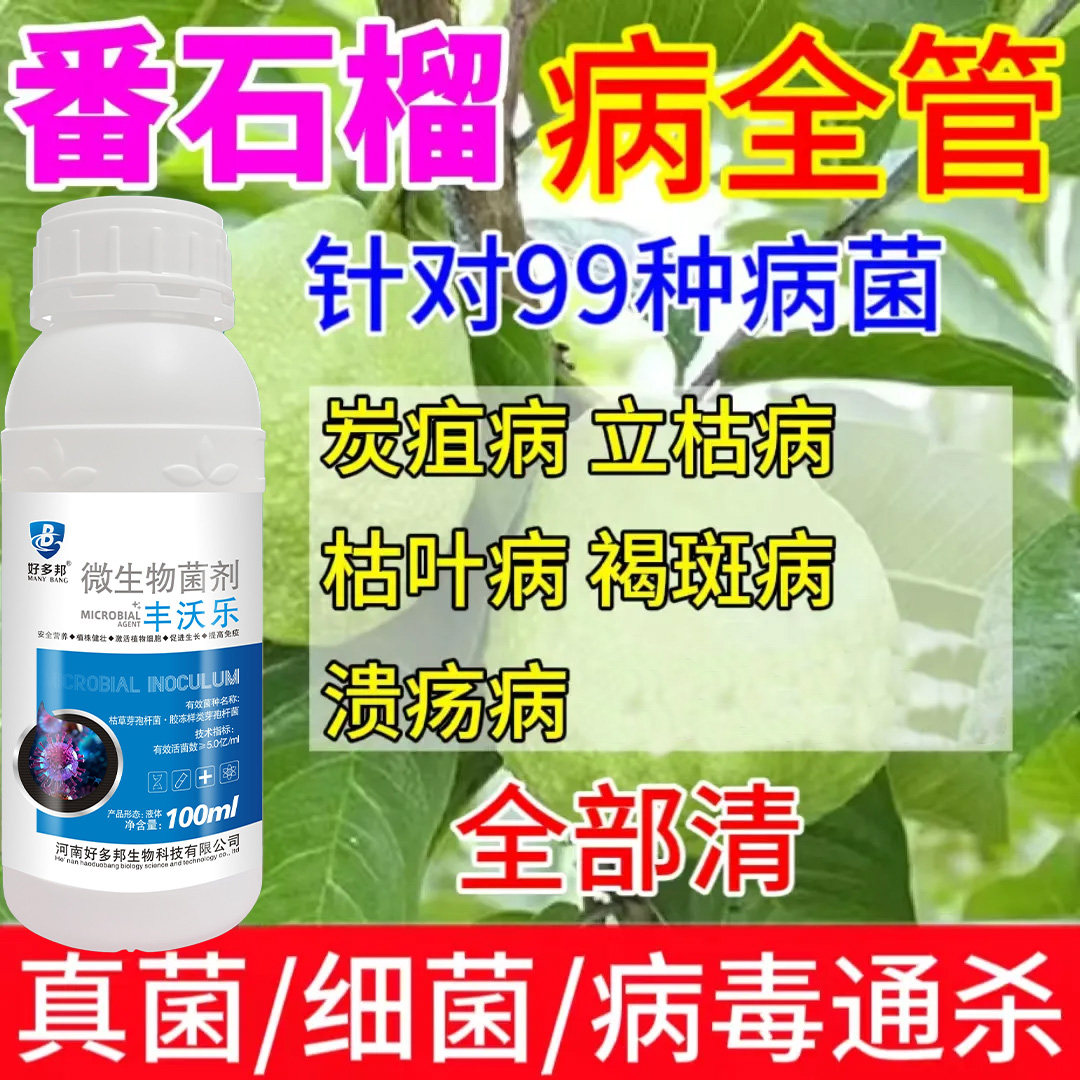 芭乐果番石榴专用杀菌剂病害全杀番石榴杀菌剂病害全治溃疡炭疽病