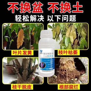 发财树叶斑病专用药发财树黄叶枯叶烂根专用药盆栽植物肥料复活液