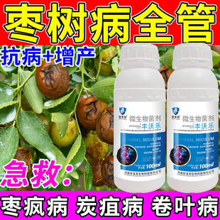 枣树病全治黄化黄叶掉叶卷叶枣树疯病小叶枣疯病叶斑病炭疽专用药