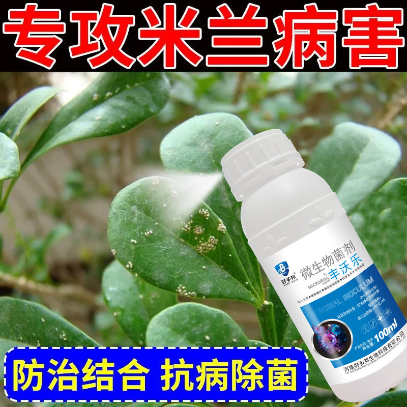 米兰花藻斑植物通用微生物制剂米兰花叶片长白斑黄叶枯叶植物立净