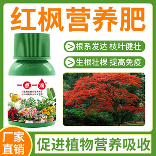 红红枫黄金枫树苗营养液盆景盆栽有机养花肥料 枫树肥料专用肥三季