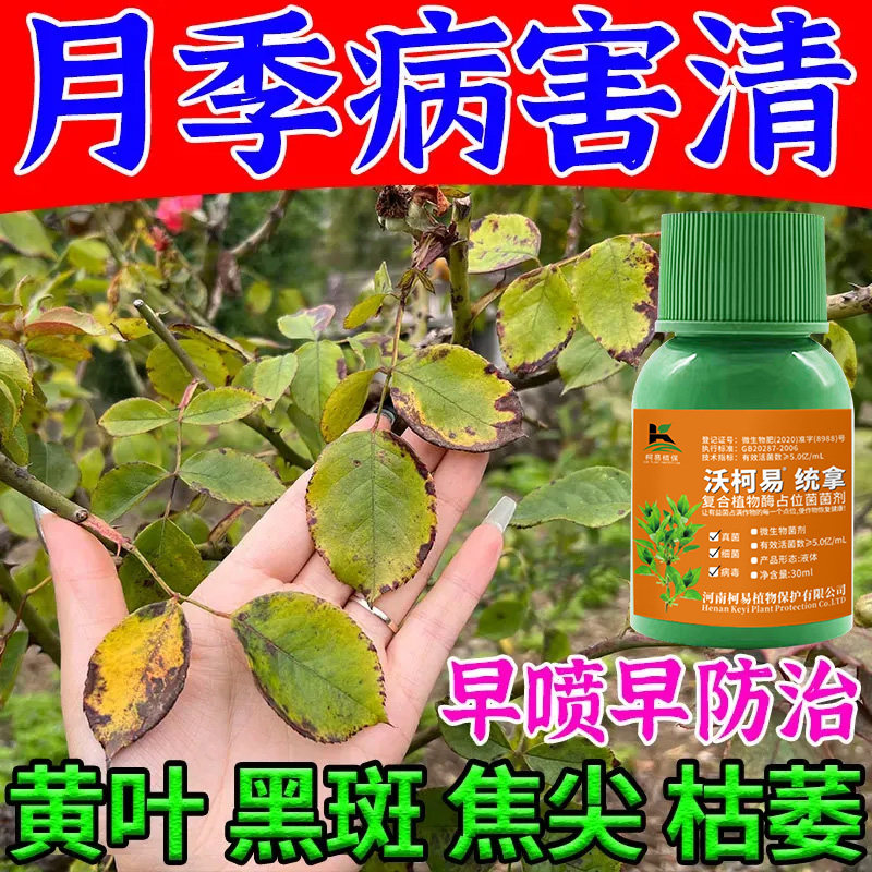 月季花病害专用月季枯枝病白粉病新芽干枯萎焉黄叶不生长抗病杀菌图片