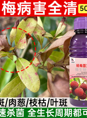 杨梅病害专用杨梅炭疽病褐斑病干枯病枝腐病赤衣病肉葱病专用药剂